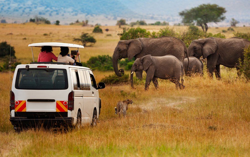 Giorgi Safaris